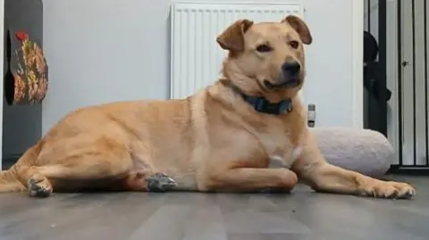 Herbie the dog sitting on a kitchen floor in front of a radiator and a bean bag.