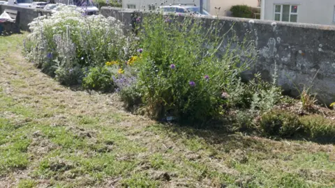 University of Exeter Purple and yellow pollinator-friendly flowers in Newquay, Cornwall 