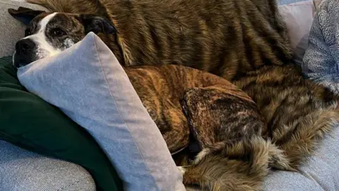 Debbie Shipley A dog lays down on the sofa on a fluffy blanket, his head peeks out over the top of a cushion.