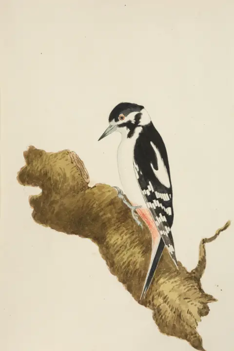 Rogers Jones Auctioneers/PA Wire A watercolor painting of a large bird on a tree branch.