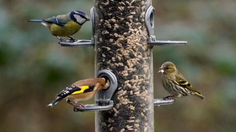 Birds at a bird feeder