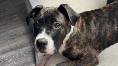 PDSA Bruno - a black and white Cane Corso puppy - resting on a seat