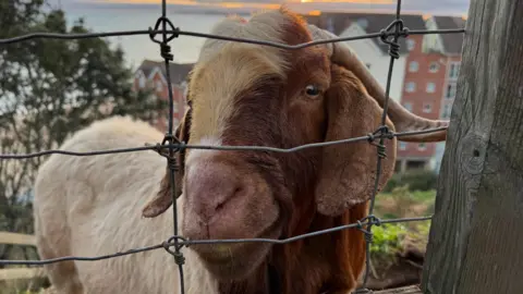 A close-up of a goat with brown and white fur. It also has two curved horns and big floppy ears. It's standing in front of a gate. Behind it you can just about make out the sea in the distance. 