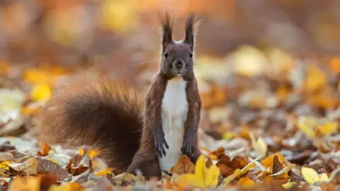 A red squirrel up on its hind legs looking into the camera on a bed of autumn leaves