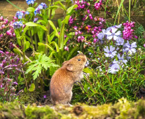 Andrew Fusek Peters A bank vole is pictured in front of plants and flowers