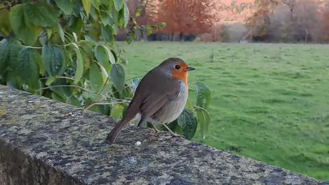 A robin stands proudly on a wall overlooking a grassy area. There are trees and hedges around the bird.