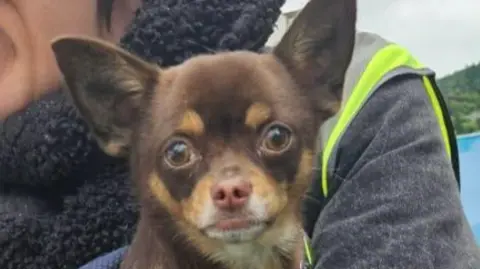 Missing Pets Perth and Kinross a small dog with brown fur and pointed ears