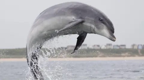 Grant Ellis SMRU A dolphin leaping from the north Sea at Scarborough.