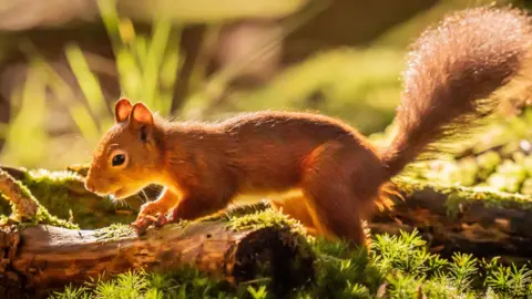 PA Red Squirrel in vegetation