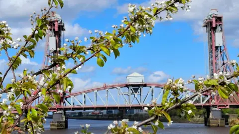 LevenDave White flowers are blooming along long branches with a red bridge in the background. The flowers are small and white in amongst bright green leaves.