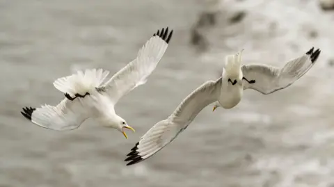 Danny Lawson/PA Wire Two seagulls flying through the air a snapshot of their movements. They are both white and black, one on the left has its yellow beak open reaching out to bite the other seagulls wing.