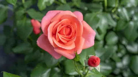 RHS Catherine's Rose, a floribunda rose with coral-pink blooms