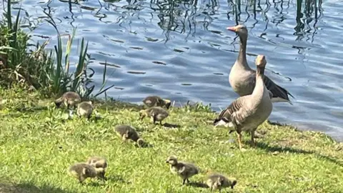 Carol Savage Two white and grey ducks standing by the river bank while eight little ducklings walking around on grass.