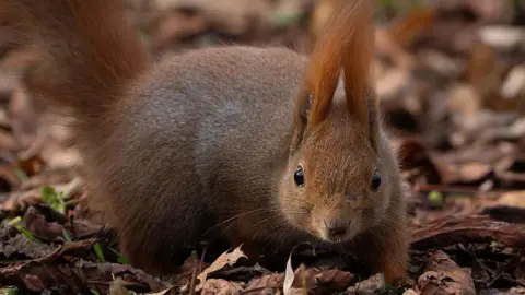 Getty Images A red squirrel with tufty ears on a woodland floor with brown leaves around it