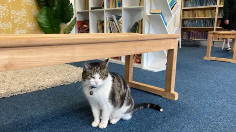 BBC Cilla the cat pictured in a library at the primary school.