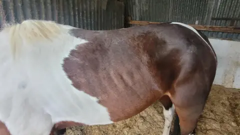 My Lovely Horse Rescue Woody's ribs were showing when he arrived at the farm