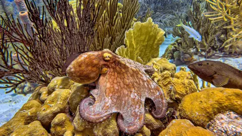 Getty Images A brown and yellow octopus sits on yellow-green rocks on the ocean floor as fish swim by.
