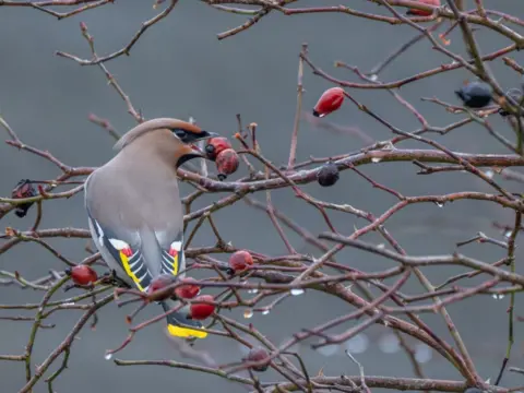 Debi Bell A brownish grey bird with red, white, black and yellow markings on its tail and wings eats berries in a tree