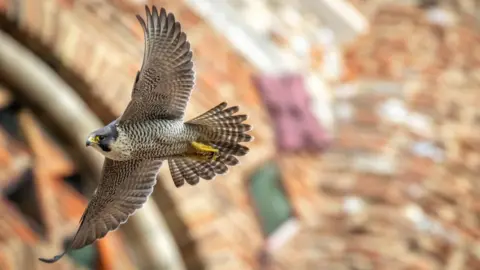 Patrick Wainwright Falcon in flight near St Albans Cathedral