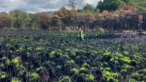 Forestry England A man in a fluorescent jacket walk through an area of tufted green plants with dark stalks. Some blackened ground is visible.