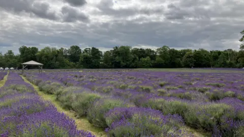 Emily Coady-Stemp/BBC A field full of lavender plants with purple tips. The field is backed by a line of trees and there is a small gazebo in the middle.