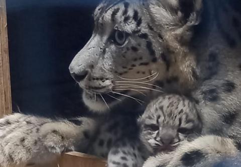 Snow Leopard and her cub. 