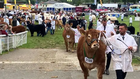 BBC Cows are seen being moved between fields at the Royal Welsh Show