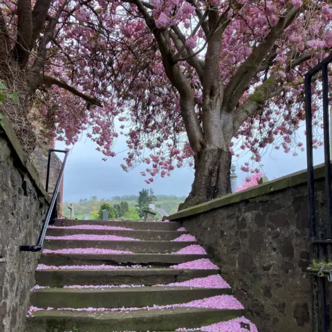 Chris Gordon Cherry blossoms cascading down a flight of steps. There is a pink cherry blossom tree at the top of the steps.