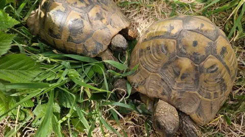 Fiona Sherriff Two brown and black tortoises bask in the sun 