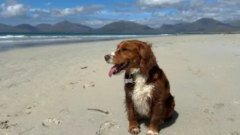 Graham Charles Pippa the dog on the beach on the Isle of Harris. There are hills in the background and waves rolling on the beach. 