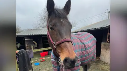 Brown horse stands in stable wearing red and green checked coat.
