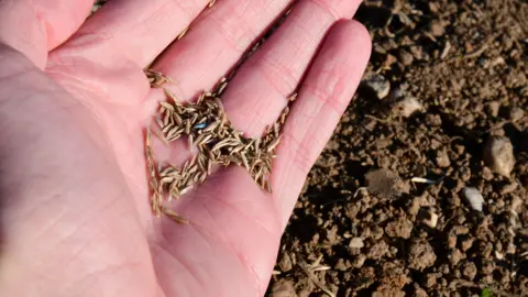 Getty Images A hand is holding grass seeds which are about to be planted into the ground.