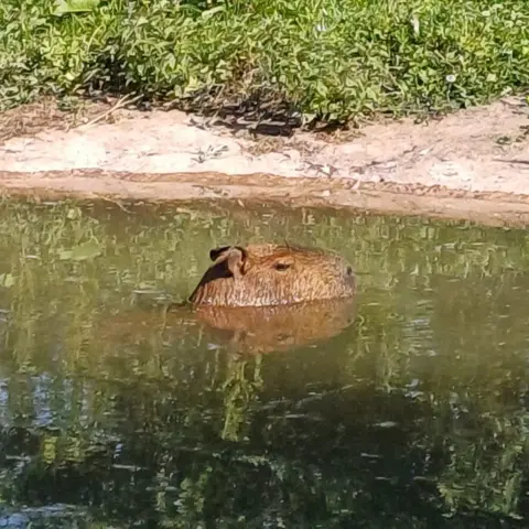 Hoo Zoo A capybara swimming in a pool - just the top of her head is visible.