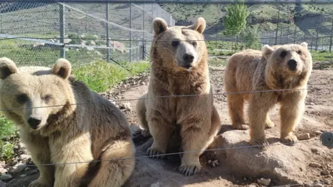 IAR/FPWC Three light-coloured brown bears in a line on a rock. They are pictured behind a wire fence in a large enclosure.