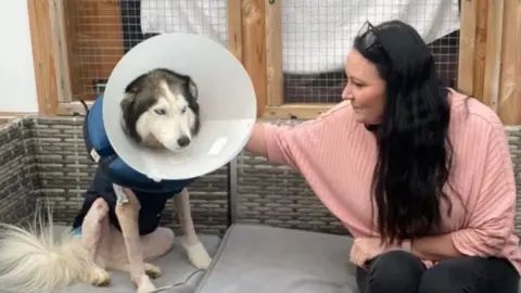 Marie Hay and her dog Naevia following surgery after being attacked. The husky has been shaved and is wearing a protective body suit and large plastic cone.