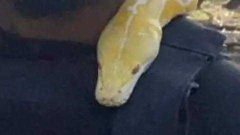 Essex Police Yonas Girma is wearing a black stab vest over a dark T-shirt. He is holding a large yellow Burmese python, which has its head on his shoulder. Girma is in Epping Forest.