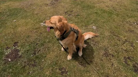 Danny Edwards A golden retriever on the moors
