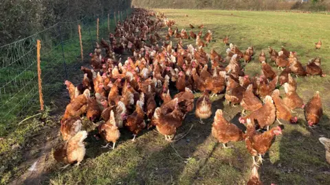 Dozens of hens pecking at the ground in a large green field. To the left of them is a wire electric fence. 