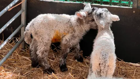 A medium close-up of two lambs nuzzling each others faces within their pen