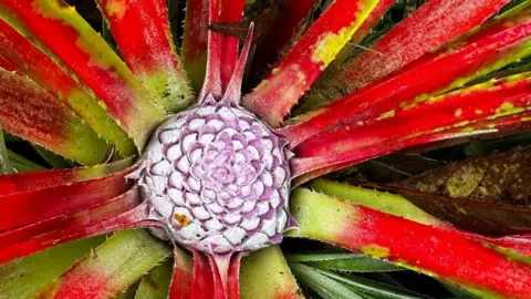 Dave Robinson The fascicularia bicolor, a spiky evergreen plant with narrow leaves. The leaves are bright green at the end of the stem and bright red further down. The centre of the plant is white and purple.