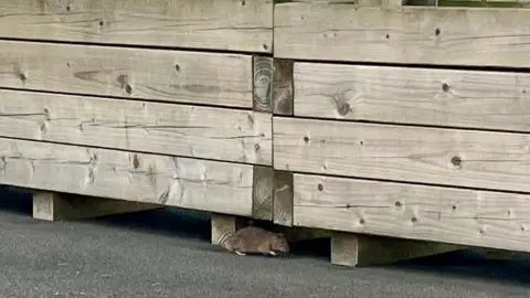 A rat takes cover under a large wooden planter box.