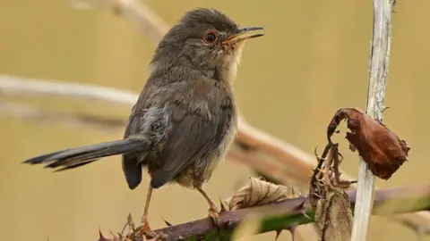 Ron Smith A Dartford warbler with brown feathers and a long tail. It is perched on what appears to be a bramble which has thorns on it. The bird is looking off to the right of the frame.