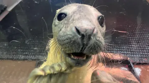 Seal with your face and front paw against the glass in her playpen 