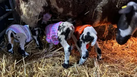 BBC/Cathy Killick Three small lambs all wearing coloured jumpers are lined up beneath a sheep