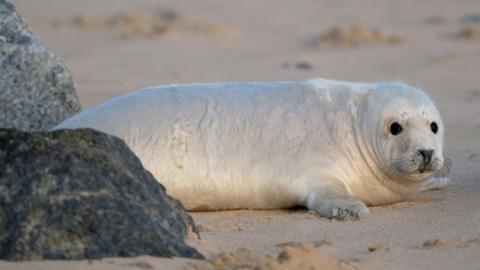 Seal on Horsey beach