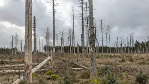 Daegan Inward/Forestry Research Barren spruce trees stripped of branches and leaves stand in a field, on the ground are some felled trees arranged in groups. The floor is covered in low level shrubland and moss. In the background is a spruce forest set against a cloudy sky