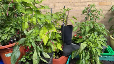 Amber Ward/BBC A series of pots and wellies being used to grow vegetables and plants