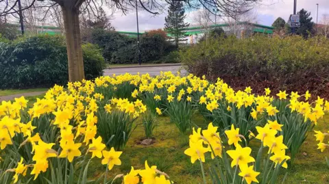 Lynn/BBC Weather Watchers A spread of daffodils with their yellow trumpet flowers at the top of green leaves, spread over the front of a grassy part of a verge, next to a road with other bushes and trees in the distance. 