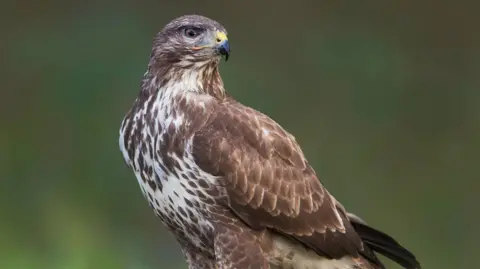 Getty Images A buzzard standing. The bird is brown and white with speckles.