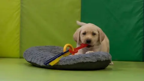 Dogs for Good A yellow Labrador puppy playing with a toy while led in a dog bed